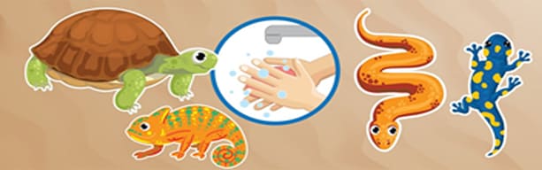 Illustration of a collage of reptiles and show how to wash your hands after handling them.