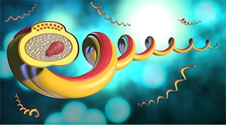 Illustration of the syphilis bacteria