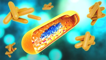 The graphic is an illustration of  Mycobacterium tuberculosis