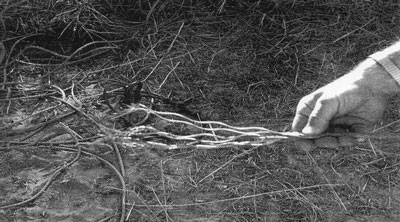 Picture #4 - Separated wire rope.