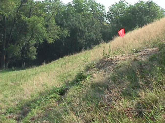Figure 3. The orange flag marks the dirt mound which was created by a woodchuck. The tractor's right front and right rear wheels ran over this mound causing the tractor to roll left down the slope.
