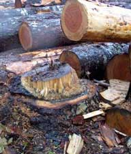 Anchor stump #1. The cable pulled over the top of the stump. Note proximity of log deck to stump.