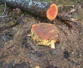 Anchor stump #2. Fresh dirt indicates the stump pulled out of the ground and released its guyline.
