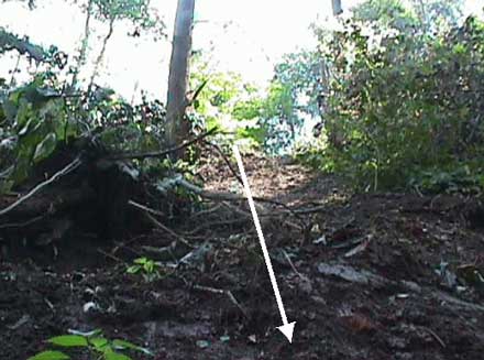 Figure 2. This photo shows the steep bank the dozer began to slide down backwards before rolling over. The white arrow represents the path of the sliding dozer.