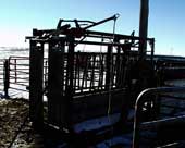 This is the Pearson brand chute that was being used to vaccinate the calves.
