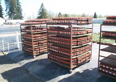 Metal carts containing plants, which the victim was picking up with the skid steer and moving into greenhouses.