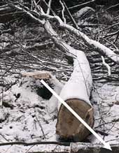 Figure l. The photo shows the butt of the felled tree.