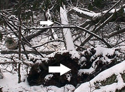 Figure 4. The photo shows the weak root system and the associated root wad of the tree which was pulled over onto the victim due to entanglement.