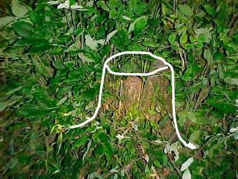 Figure 1. Police Photo of stump that was struck by tractor and/or brush hog