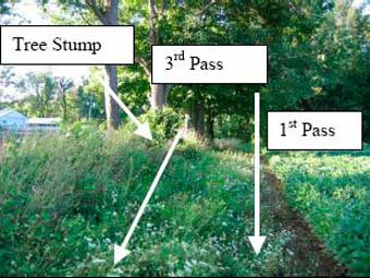 Figure 5. View of bean field and area being cut by decedent