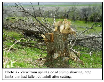 Photo 3 - View from uphill side of stump showing large limbs that had fallen downhill after cutting.