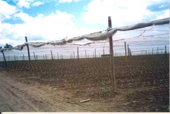 Figure 1 - The outer edge of a shade tobacco field and shade tobacco tent.