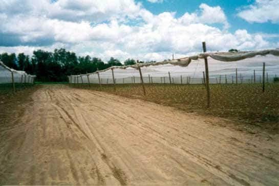 Figure 5 - The pathway between two shade tobacco fields.