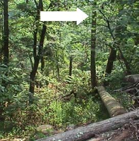 Figure 2. The  photo shows the obstructed fall path and landing zone.  The arrow points to the walnut whose top was obstructing the fell. 