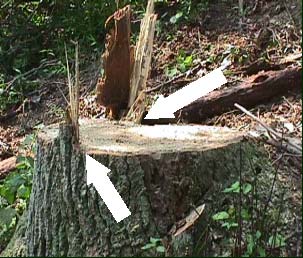Figure 3. This photo shows the two small dog-eared hinges that remained after the victim=s final cuts. Leaving the proper amount of hinge wood not only controls the direction of the fell but anchors the butt to the stump when the tree makes contact with other during the fell.