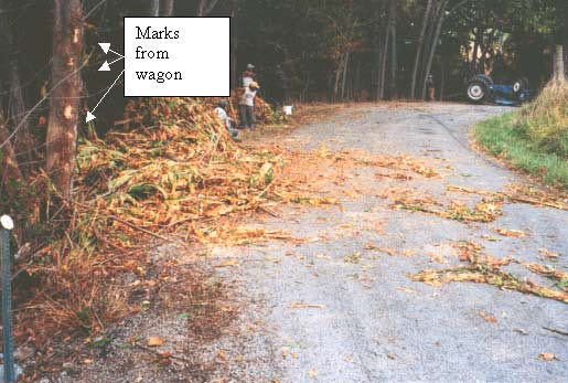 A picture of the tobacco which spilt from the wagon as it rode the tree line, flipped, then slid next to the tractor.