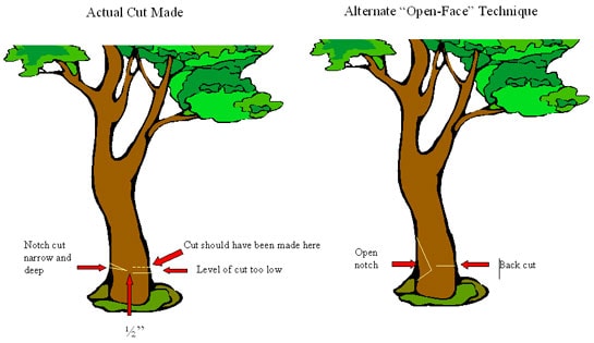 Figure 1. Tree Trunk Cuts: Comparison of Actual Cut Made and Alternate “Open-Face” Technique