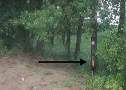 Figure 1. Ditch with trees that was struck by victim.