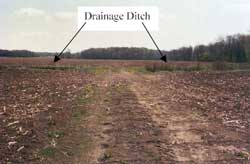 Figure 3. Access lane between cornfields.