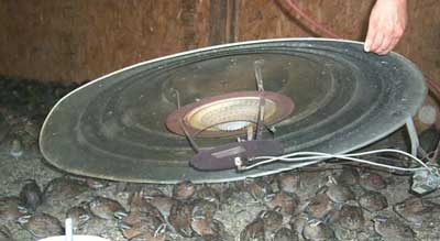 Figure 2. Inside of brooder
