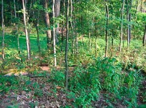 Figure 2. Wooded area behind home at time of MIFACE visit.