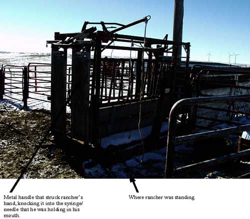 Photo 1. This is the Pearson brand chute that was being used to vaccinate the calves.