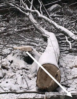 Figure l. The photo shows the butt of the felled tree.