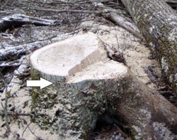Figure 2. The photo shows the tree’s stump.