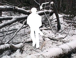 Figure 3. The photo shows the victim’s position when struck-by the birch.