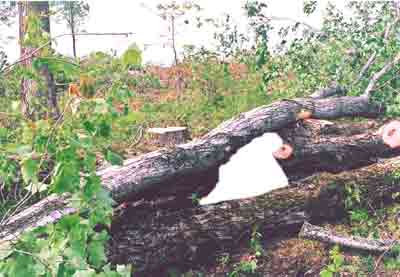 Location of decedent by fallen tree