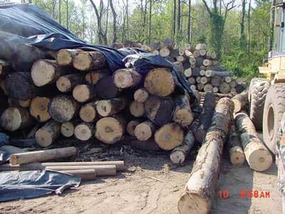 Stack of logs partially uncovered
