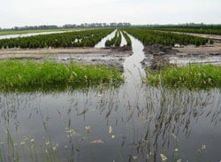 Example of water in fields upstream of drain and height of water in drain