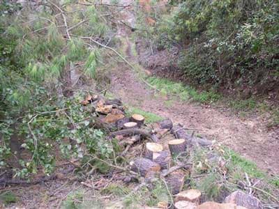 upper view of trail blocked by tree