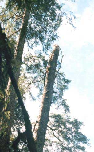 Figure 3. View of trees upslope of intended lay