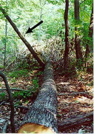 The tree feller of pinellas, Washington VA