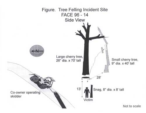 Figure. Tree Felling Incident Site.