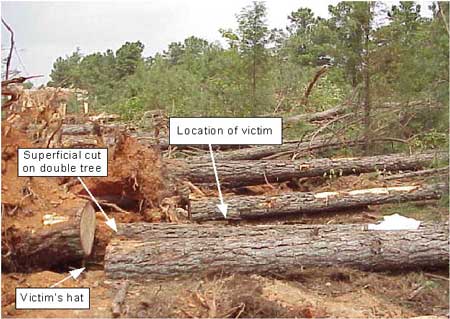Location of victim next to a double tree that rolled. Excavator not pictured but was located on root ball side of the downed trees.