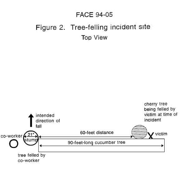 tree felling incident site