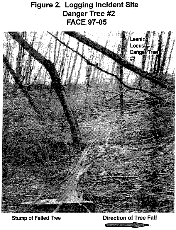 photo of danger tree #2