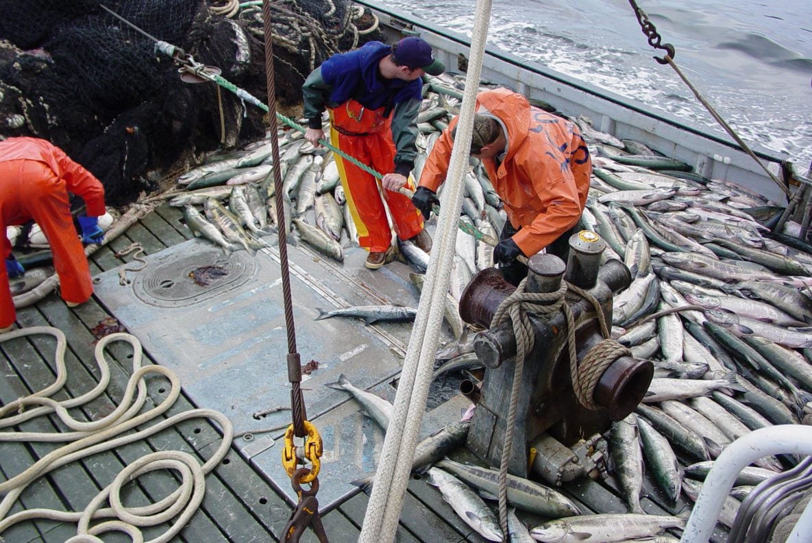 Commercial fishermen harvesting Chum Salmon in Alaska. Photo: NIOSH
