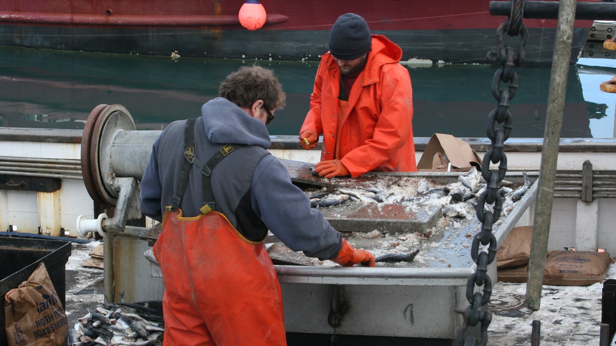 Commercial fishermen prepare bait onboard vessel. Image by NIOSH