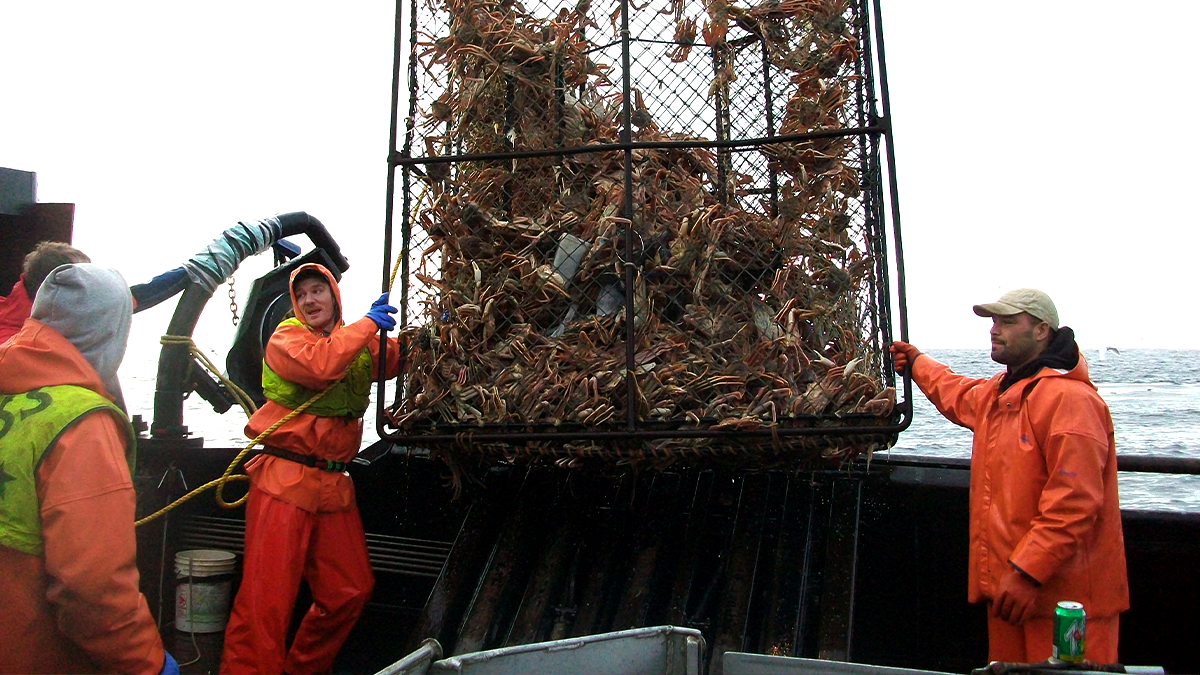 Commercial fishermen hauling a crab pot on deck in the Bering Sea. Photo by Johnathan Hillstrand