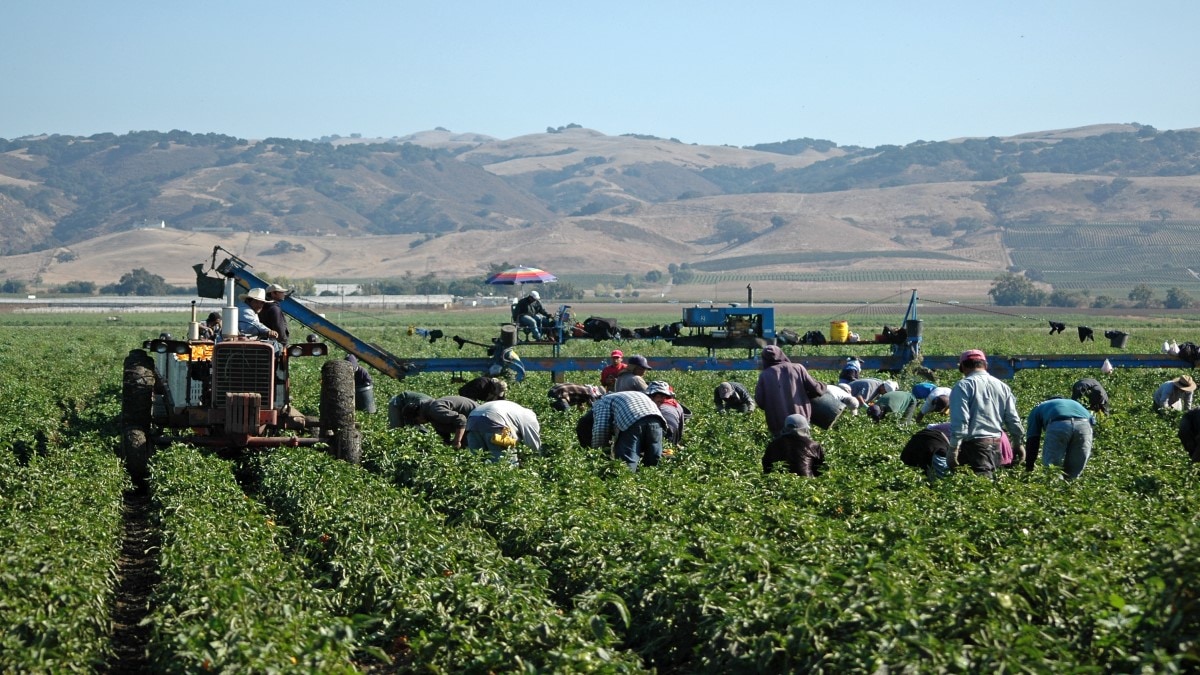 Farm workers in a large field on a clear sunny day