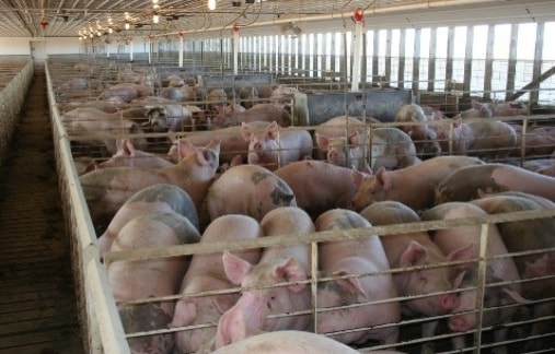 Cages full of pigs