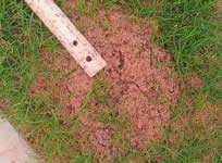 uma régua de medição das formigas