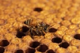 abelha sentado em um pente de mel
