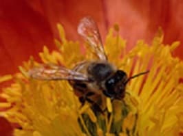 bumble abelha em uma flor