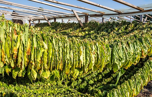 Tobacco leaves drying in the sun.