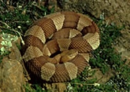 cooperhead snake