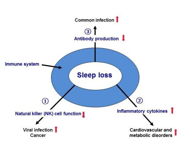 Figure 2.2. Sleep loss can negatively affect different parts of the immune system.